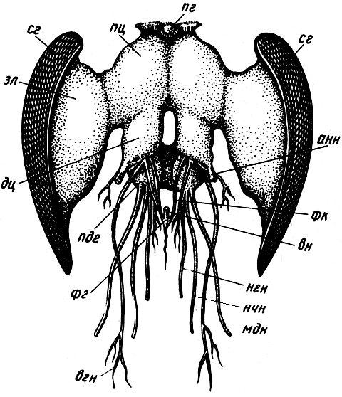 Головной мозг пчелы с главными нервами (вид спереди)