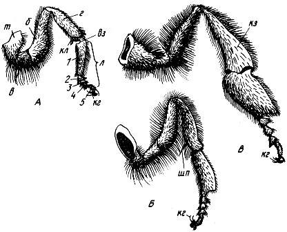 Ножка рабочей пчелы