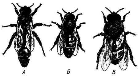 Особи пчелиной семьи
