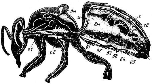 Размещение сердца, диафрагм и воздушных мешков в теле пчелы