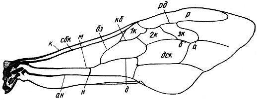 Схема жилкования переднего крыла рабочей пчелы
