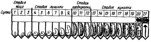 Стадии развития пчелы