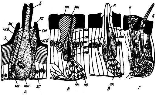 Строение волоска и чувствительных органов