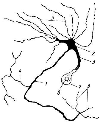 Типичный нейрон насекомого (по В. П. Тищенко, 1977)