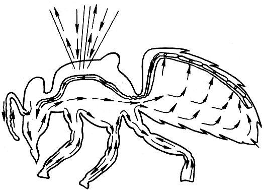 Циркуляция гемолимфы в теле пчелы