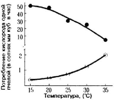 Температурная зависимость интенсивности потребления кислорода пчелами