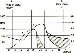 Усредненные значения яйценоскости матки (А) и силы семьи (Б) при плохом медосборе