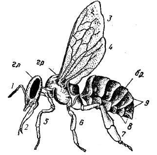 Строение тела пчелы