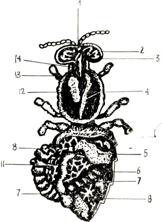 Органы пищеварения пчелы-труженицы