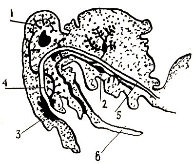 Схема расположения желез в голове и груди рабочей пчелы