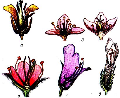 Будова квіток основних медоносних рослин