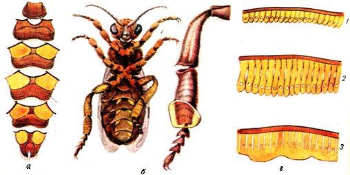 Восковидільні органи бджоли