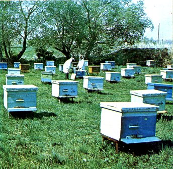 Утримання бджіл у вуликах-лежаках