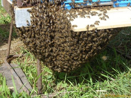 Як запобігти роїнню бджолиних сімей