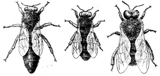 Слева направо: матка, рабочая пчела и трутень.