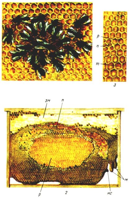 Медоносные пчелы и их постройки (продолжение Таблицы IV)